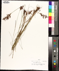 Juncus biflorus image