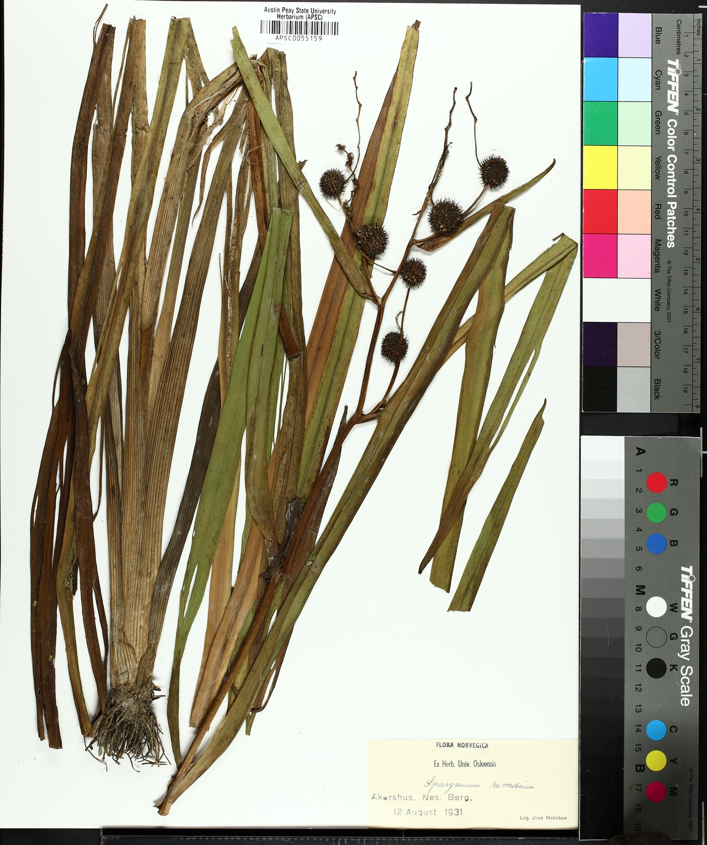Sparganium erectum image