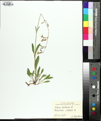 Silene nutans image