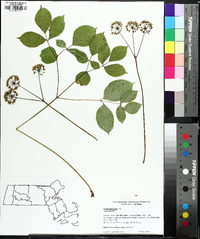 Aralia nudicaulis image