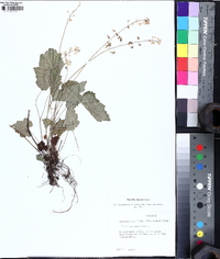 Tiarella wherryi image