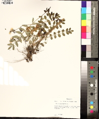 Polemonium reptans image