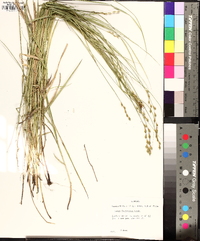 Carex festucacea image