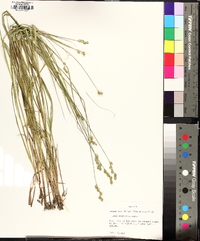 Carex festucacea image