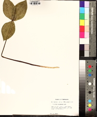 Trillium stamineum image