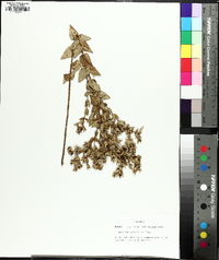 Hypericum myrtifolium image