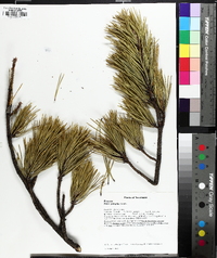 Pinus pungens image