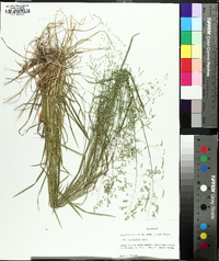 Poa sylvestris image