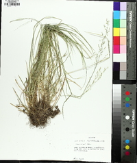 Carex jamesii image