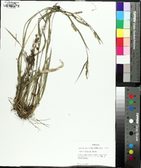 Carex striatula image