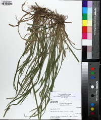 Carex crebriflora image