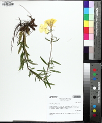 Oenothera tetragona image