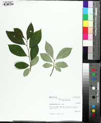 Aronia × prunifolia image