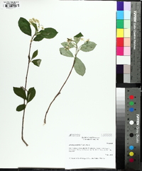 Aronia × prunifolia image