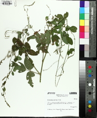 Desmodium perplexum image