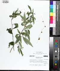 Cuscuta cuspidata image