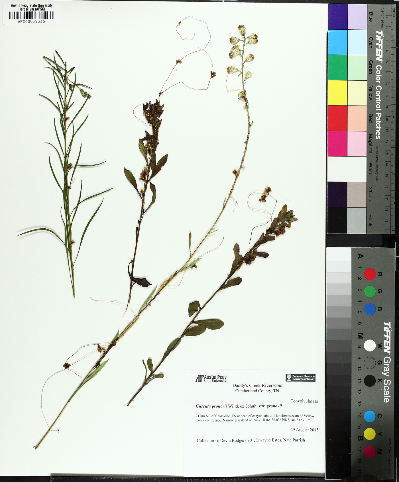 Cuscuta cuspidata image