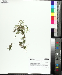 Selaginella apoda image