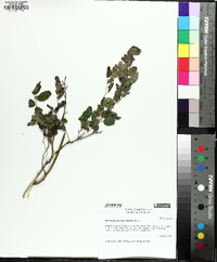 Berchemia scandens image