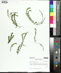 Hydrilla verticillata image