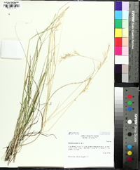 Danthonia epilis image