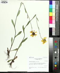 Helenium brevifolium image