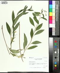 Oenothera parviflora image