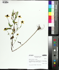 Rudbeckia triloba image