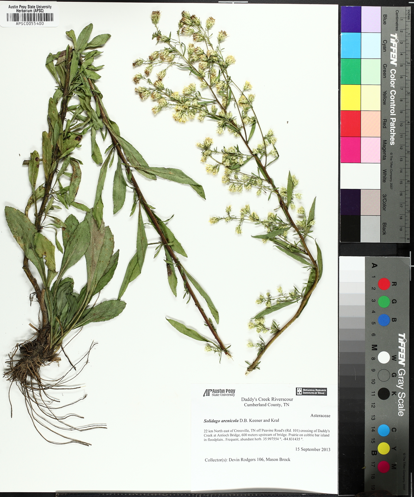 Solidago arenicola image
