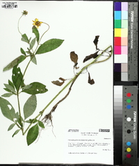 Coreopsis pubescens image