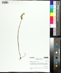 Spiranthes cernua image