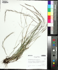 Aristida purpurascens image