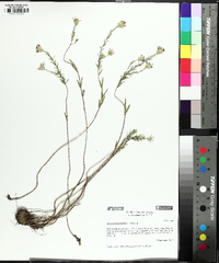 Ionactis linariifolia image