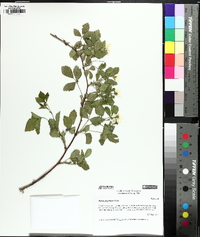 Rubus flagellaris image