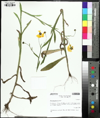 Helenium flexuosum image