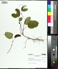 Bignonia capreolata image