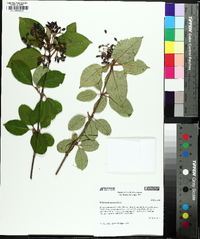 Viburnum cassinoides image