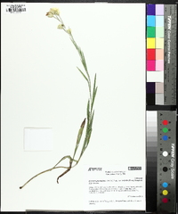 Pityopsis graminifolia image