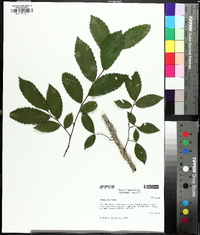 Ulmus alata image