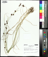 Rhynchospora capitellata image