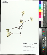 Amelanchier canadensis image