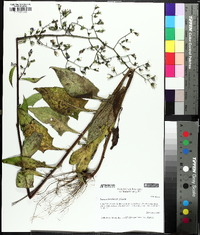 Lactuca floridana image