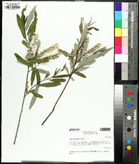 Salix caroliniana image