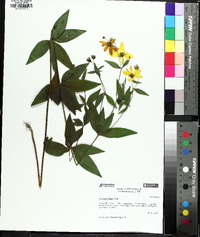 Coreopsis major image