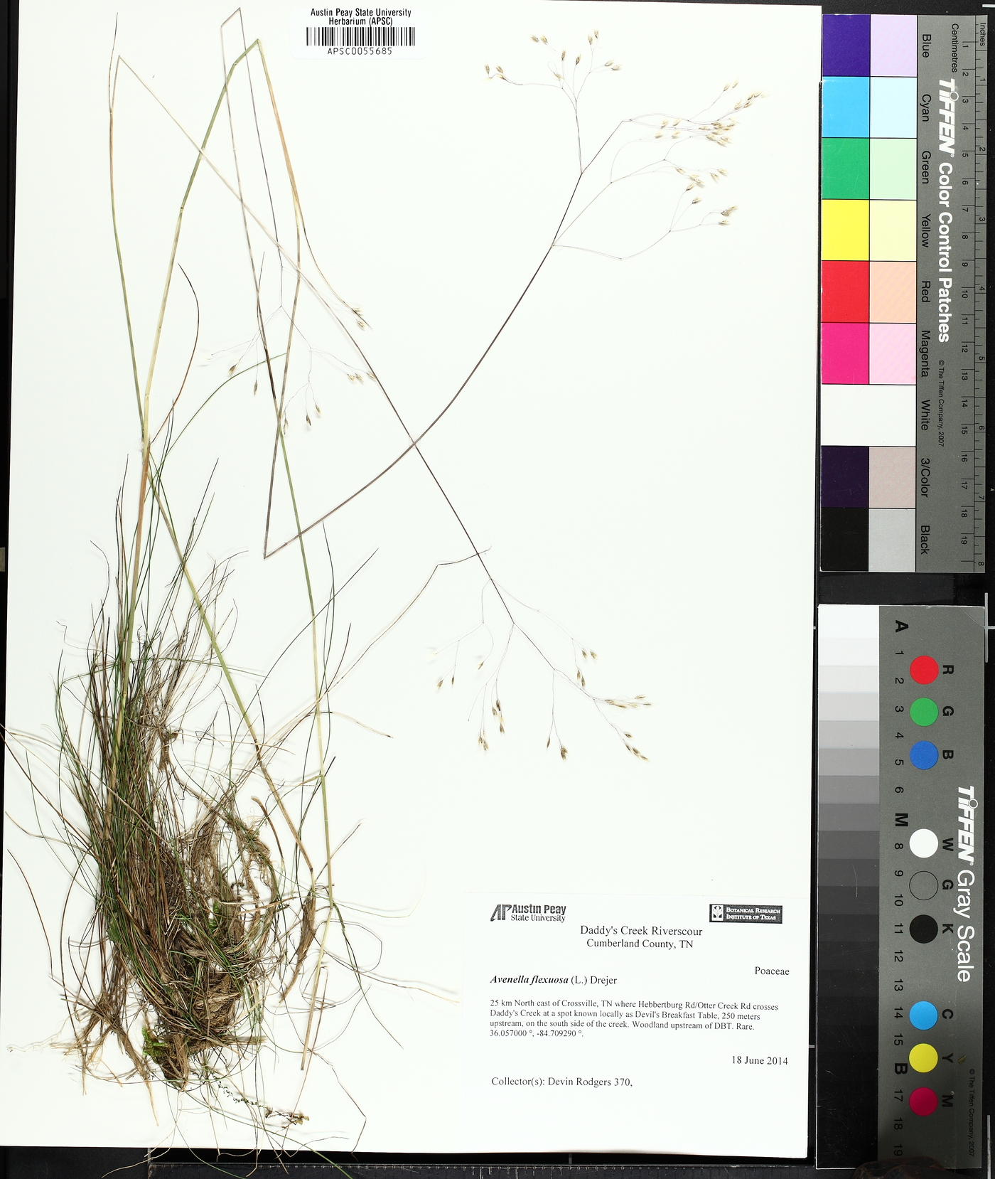 Avenella flexuosa image