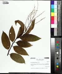 Oxydendrum arboreum image