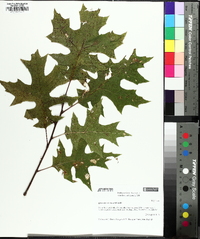 Quercus coccinea image