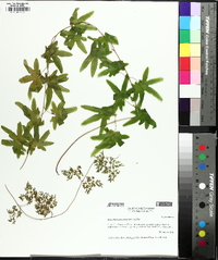 Lygodium palmatum image