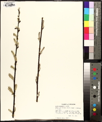 Salix sitchensis image