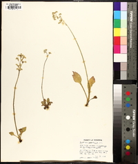 Saxifraga integrifolia image